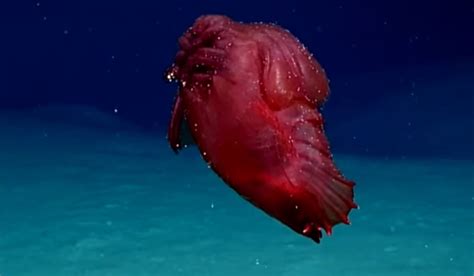 headless chicken fish|Enypniastes .
